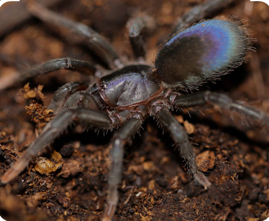 Sahydroaraneus raja(Indian blue dwarf)1”
