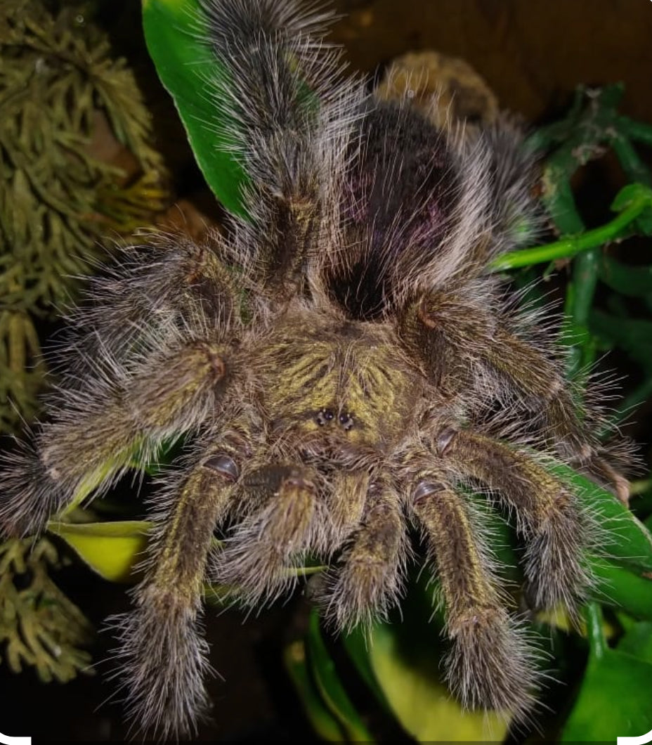 Avicularia urticans(Peruvian green pinktoe).5”
