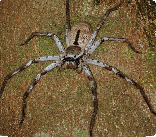 Holconia immanis(Australian giant banded huntsman).5”
