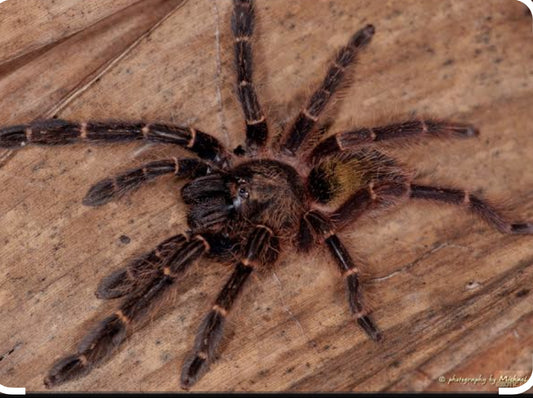 Ephebopus rufescens(Red skeleton).75”