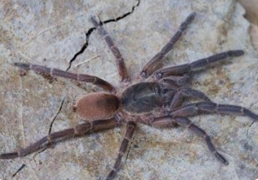 Euthycaelus colonica (golden burst tarantula) .75”