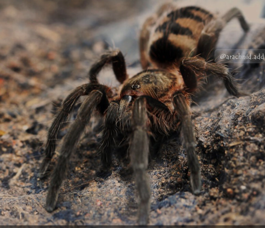 Guyruita cerrado (Brazilian Savannah Dwarf) 0.5"