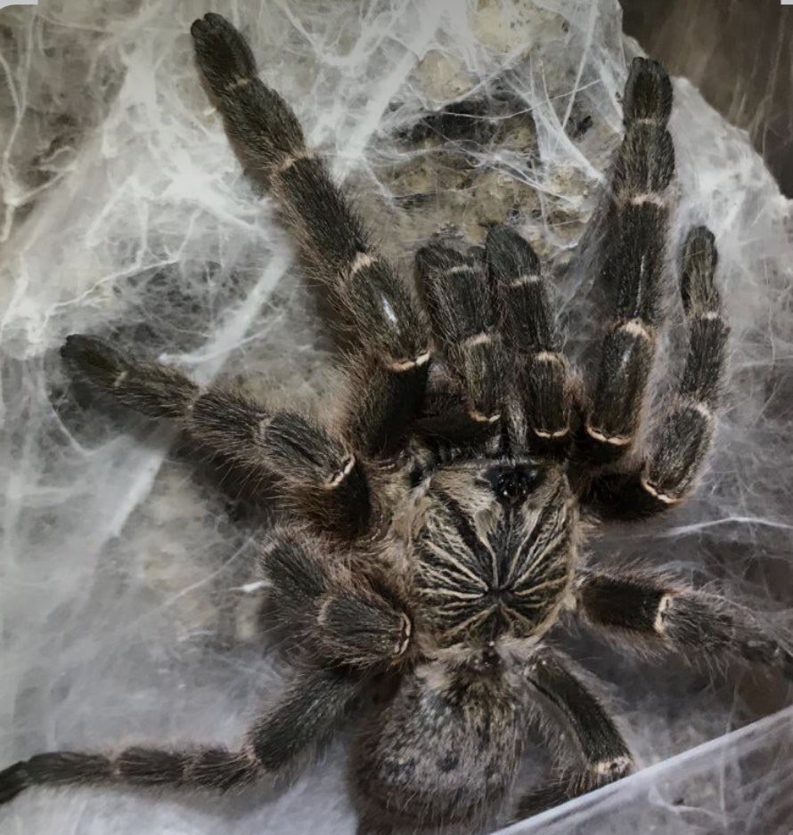 Pterinochilus murinus dcf mikumi(Mikumi baboon).75”