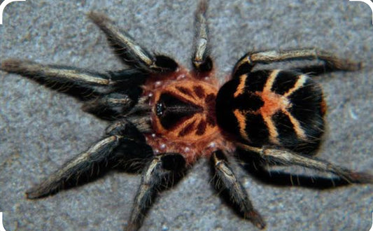 Cyriocosmus leetzi(Venezuelan dwarf beauty).125-.25”