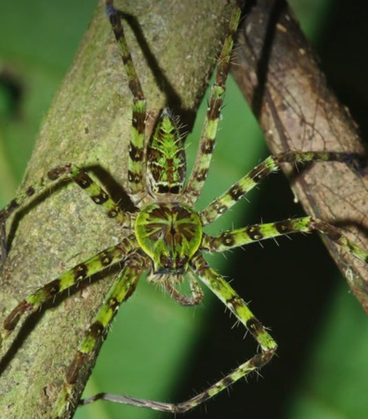 Heteropoda boiei (Lichen Huntsman Spider).5”