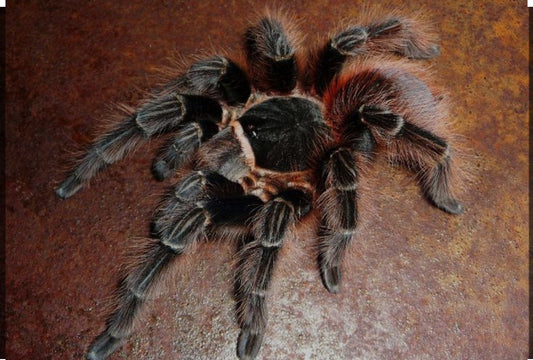 Acanthoscurria choacana (Bolivian Red Rump) 0.5"