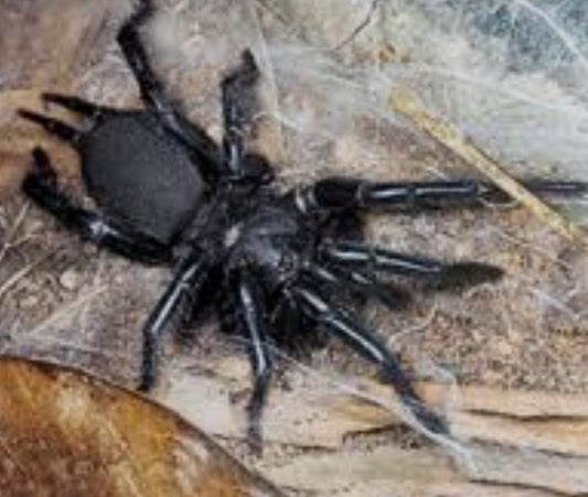 Macrothele palpator (Chinese Funnel Web)1-2”