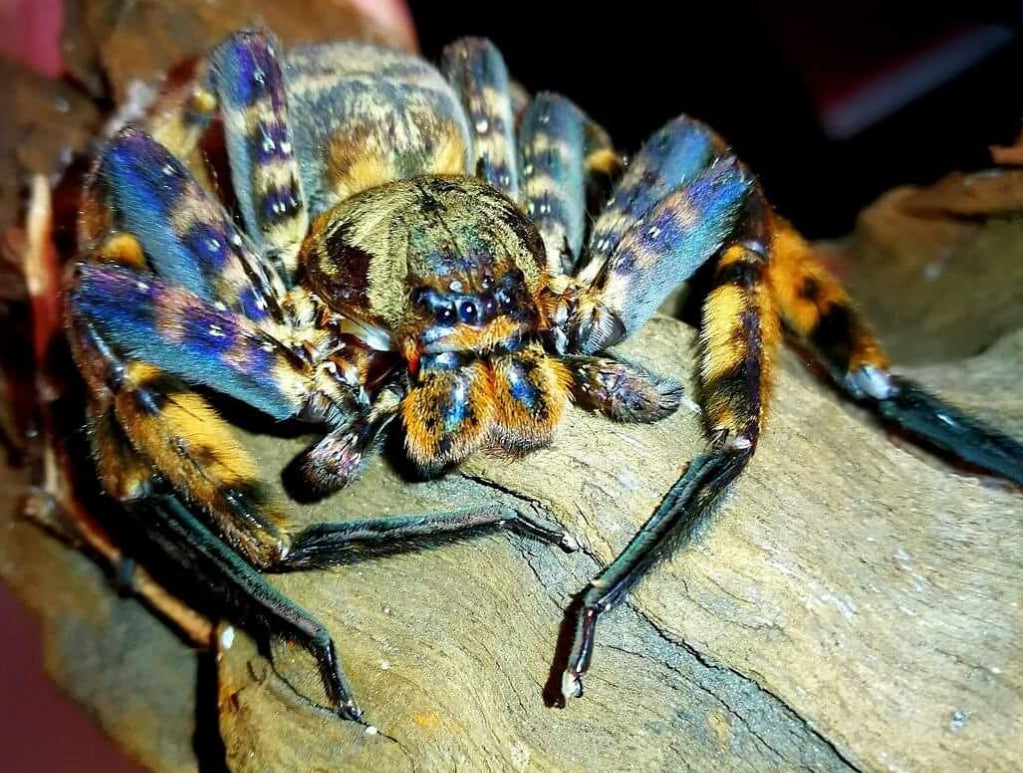 Heteropoda lunula (purple lightning huntman) .25-.5”