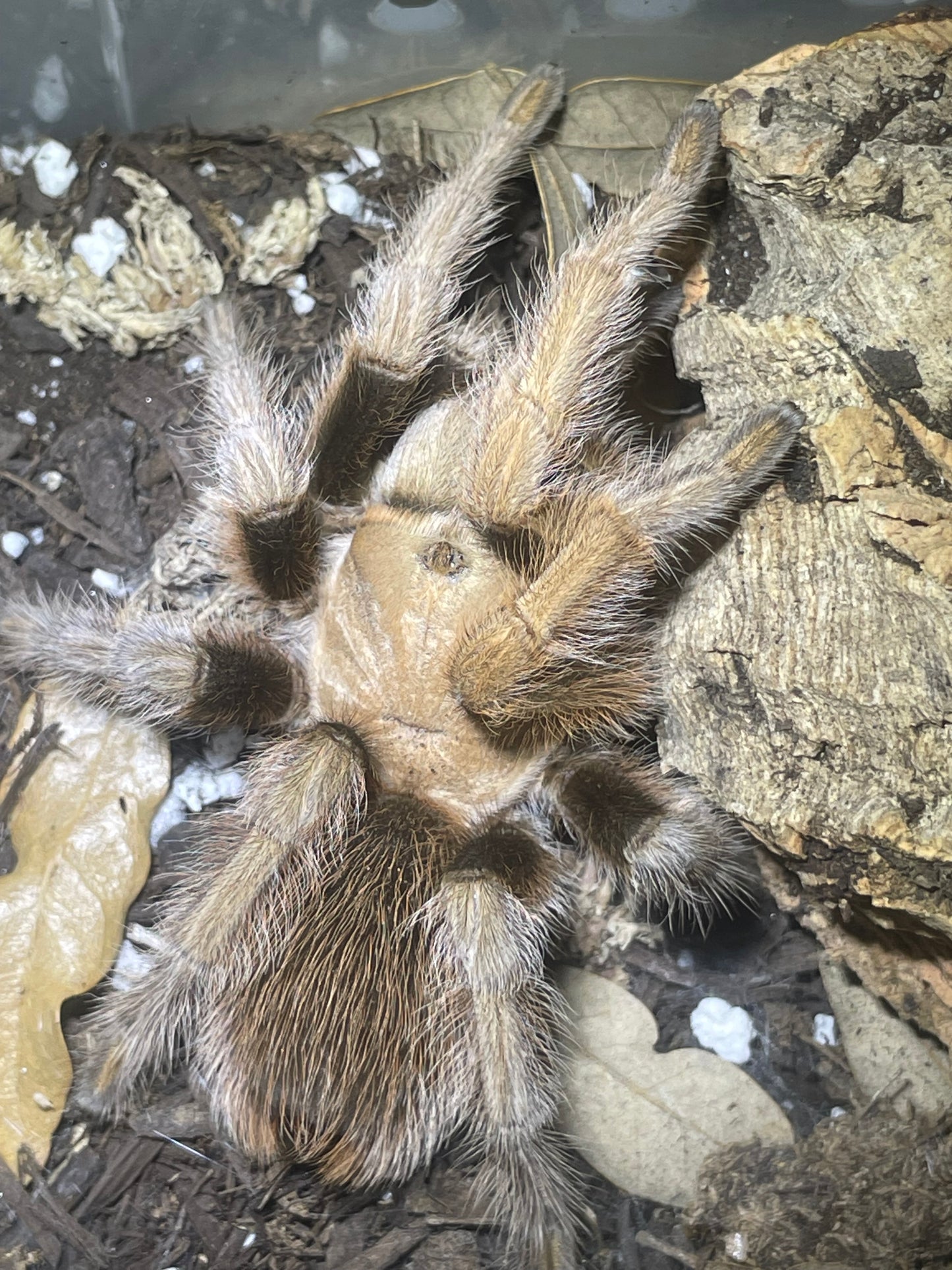 Aphonopelma chalcodes (Tucson Blonde).5” freebie over 75$