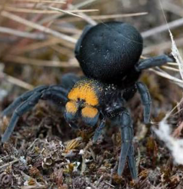 Eresus moravicus(gold faced ladybird spider).25”
