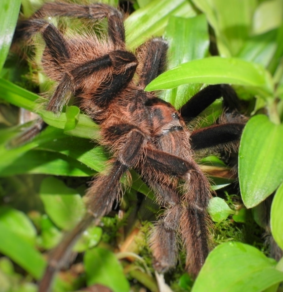 Acanthoscurria maga(Antilles Pink Patch).25-.5”