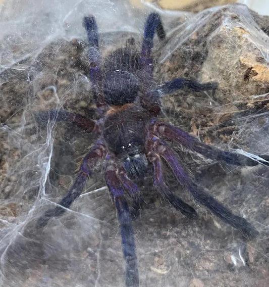 Dolichothele mineirum (Brazilian Black Dwarf Beauty).5”