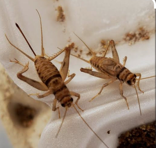 Banded crickets gut loaded