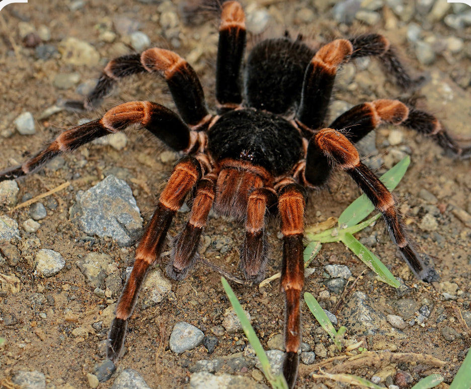 New World Tarantulas – Old Pueblo Exotics