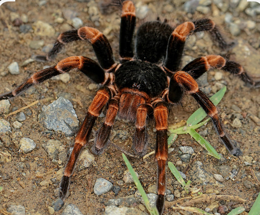Abdomegaphobema mesolelas(Costa Rican red leg)2”