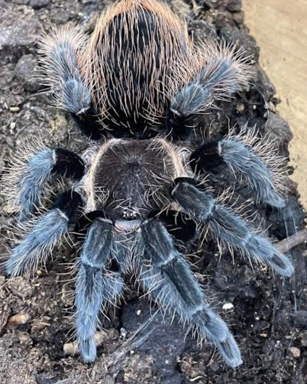 Sericopelma angustum (Costa Rican red rump).5”