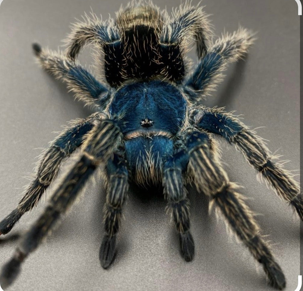 Thrixopelma cyaneolum 'Blue' (Cobalt Red Rump).5”