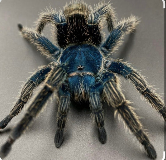 Thrixopelma cyaneolum 'Blue' (Cobalt Red Rump).5”