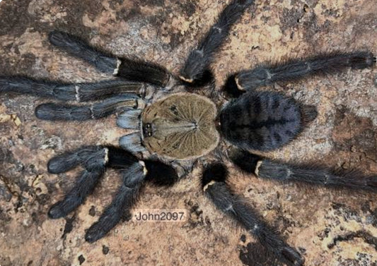 Ornithoctoninae sp Surigao del Sur LL.5-.75”