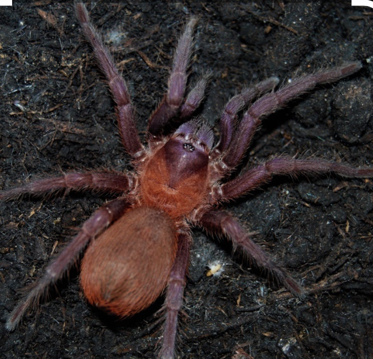 Citharacanthus cyaneus (orange violet dwarf).5”