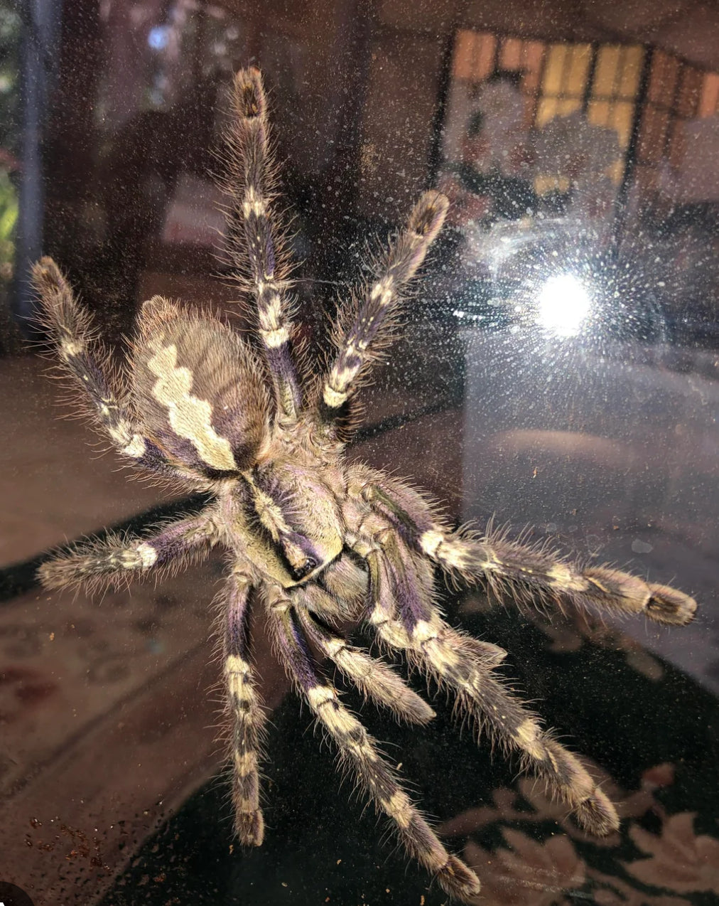 Poecilotheria smithi (yellow backed ornamental) .75” ESA AZ sales only