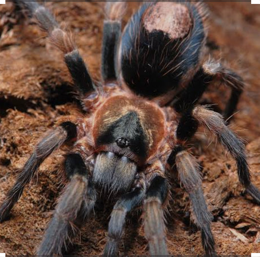 Cardiopelma mascatum (orange flame rump).25”
