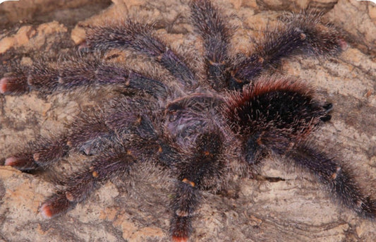 Avicularia bicegoi (Brazilian Wooly Pinktoe) .5”