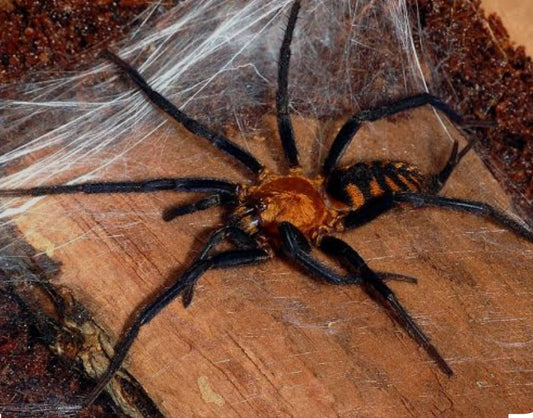 Linothele sp 'Aqua Fria' 1-1.5”