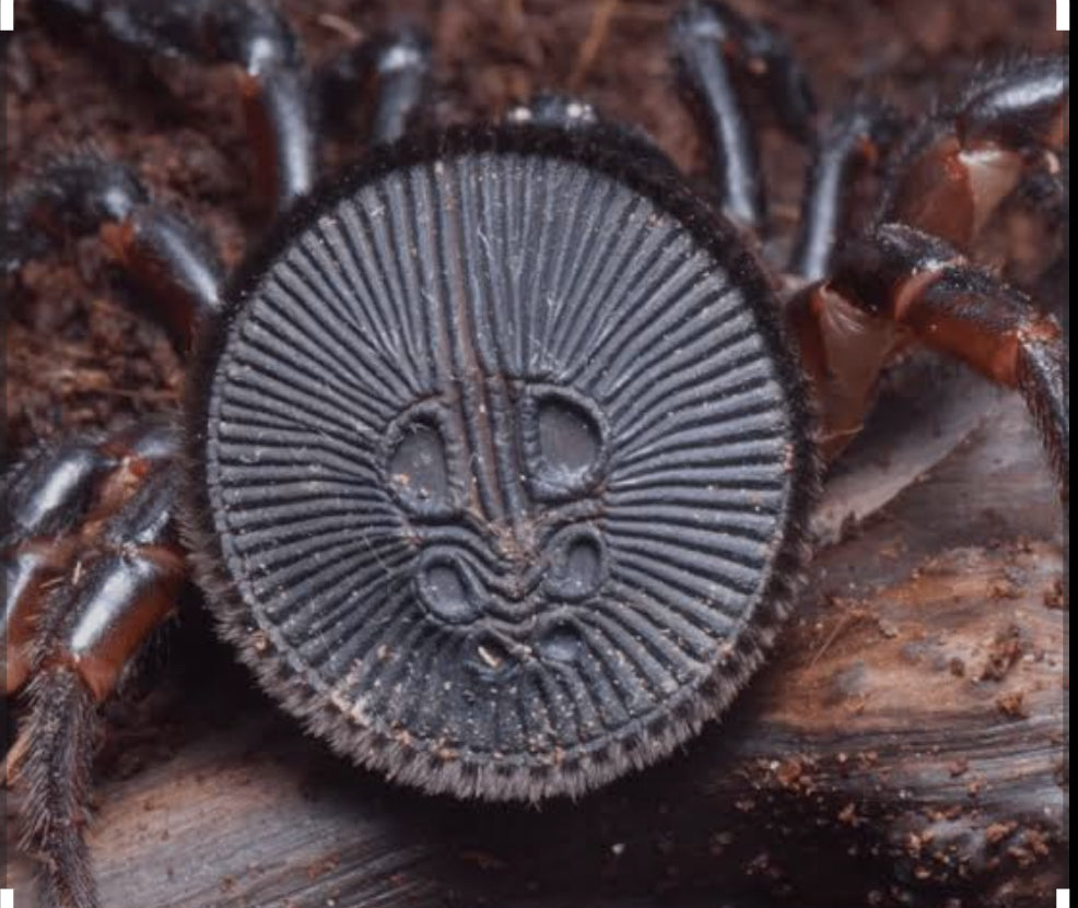 Cyclocosmia ricketti 
(Chinese Hourglass Trapdoor)1-2”