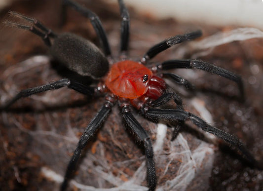 Harmonicon oiapoqueae (Red & Black Curtain Web).25”