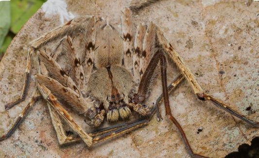 Heteropoda javana (Javan huntsman).25-.5”