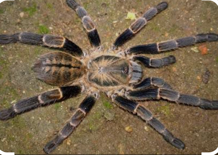 Ornithoctoninae sp Veronica Dwarf(Veronica dwarf earth tiger).5”