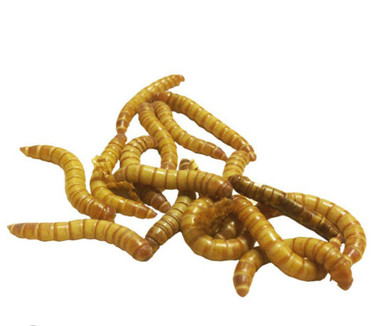Mealworms
