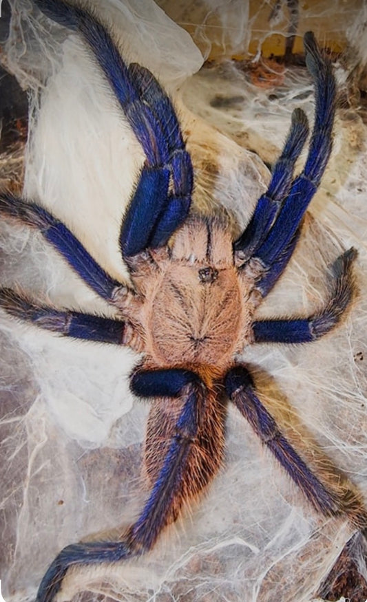 Chilobrachys sp. 'South Thailand' 1.25”
