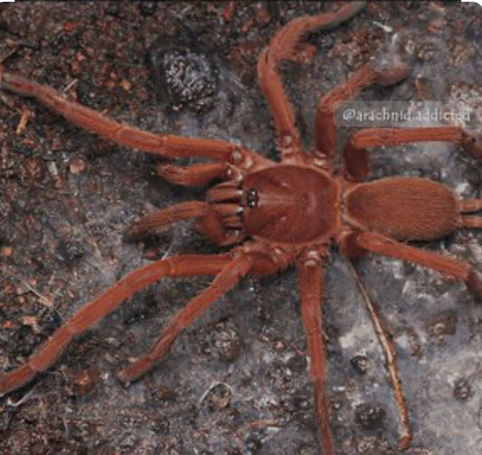 Selenocosmiinae sp 'Romblon Pink' 0.5"