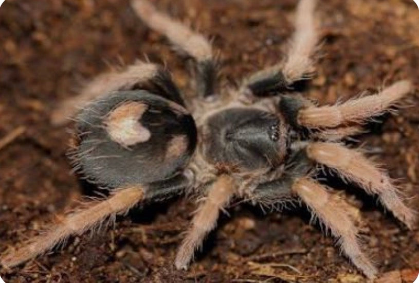 Cyriocosmus aueri (Peru Dwarf Red Leg).125”