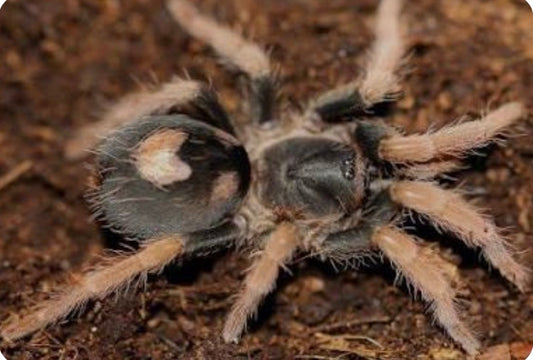 Cyriocosmus aueri (Peru Dwarf Red Leg).125”