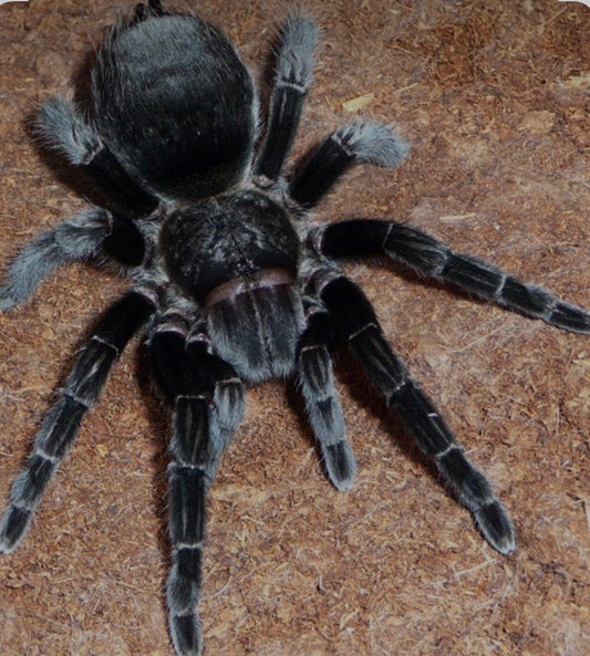Tliltocatl schroederi (Mexican black Vevet).75”￼