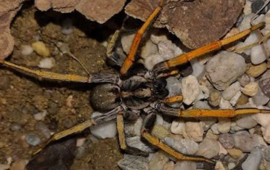 Hogna maderiana (Madeira Wolf Spider).25”