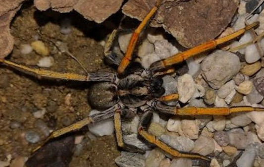 Hogna maderiana (Madeira Wolf Spider).25”