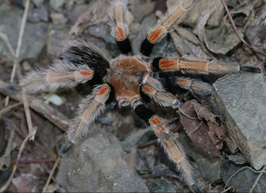 Brachypelma baumgarteni(Mexican Orange beauty) 1.5”