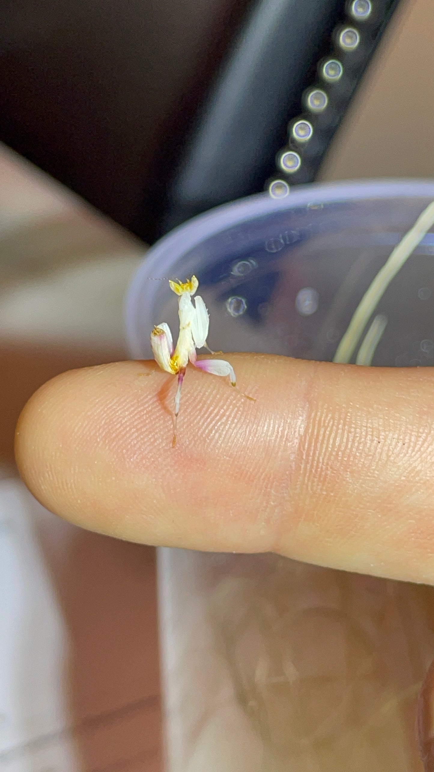 Hymenopus coronatus (orchid mantis) 3i baby