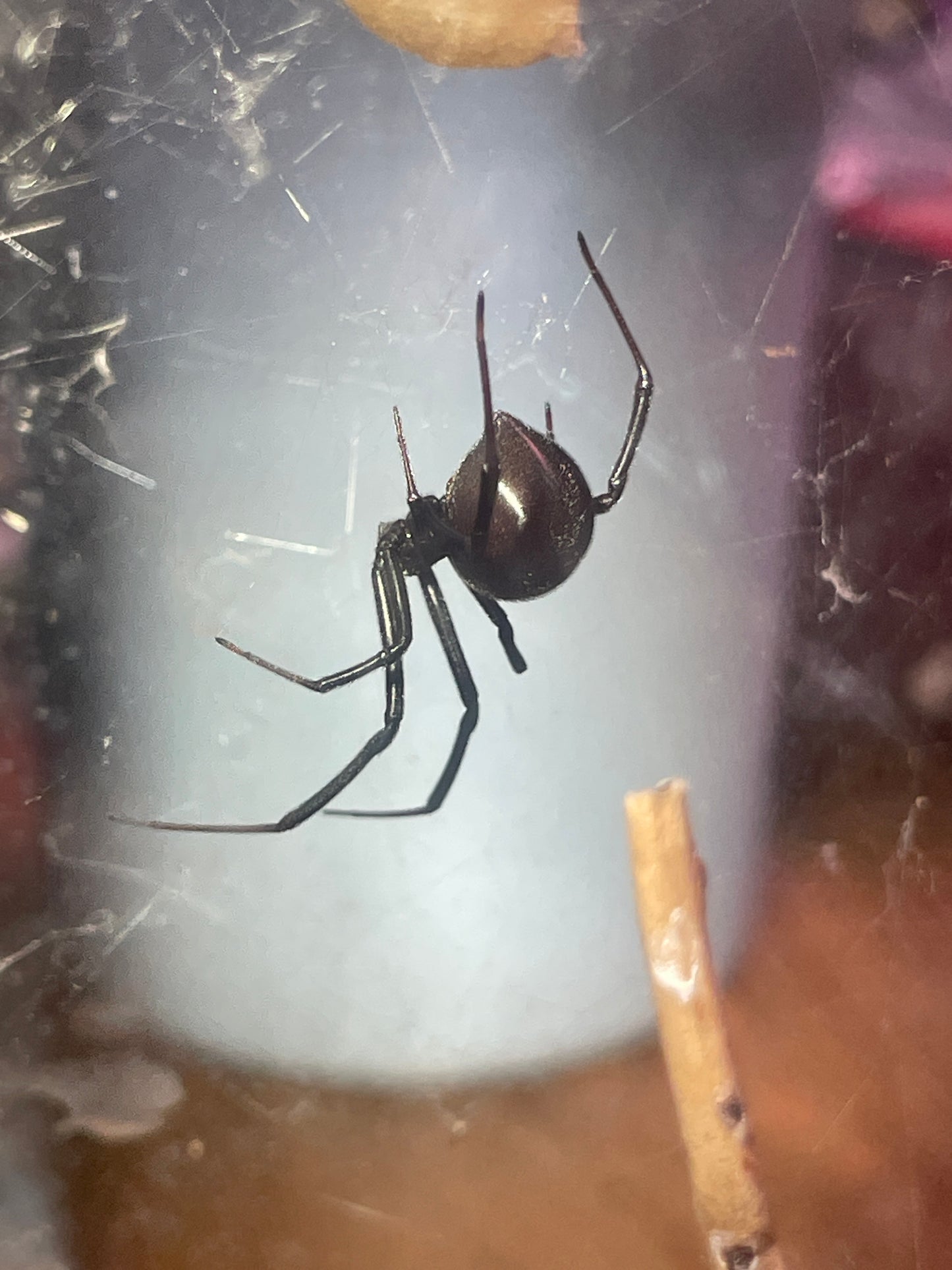 Latrodectus hesperus(western black widow).125” freebie over 75$