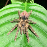 Thrixopelma sp 'Humedal'.5”