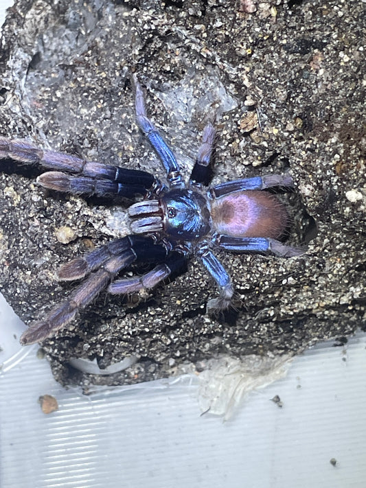 Cilantica psychedelicus(LSD earth tiger).5”