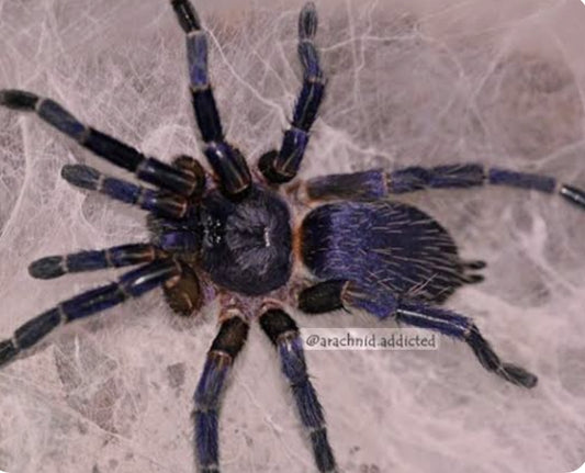 Dolichothele rufoniger(Neon purple dwarf beauty).5”