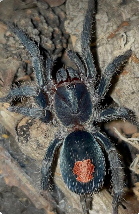 Cyriocosmus sp 'Oro Negro' (black & gold dwarf).25-.5”