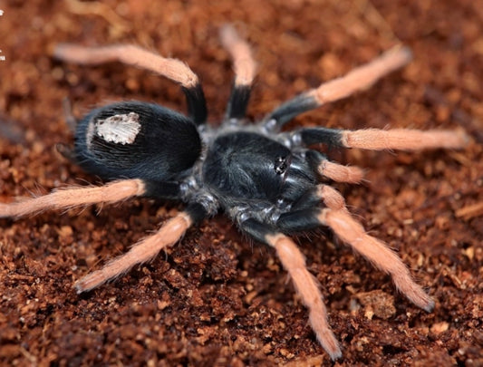 Kochiana brunnipes (Pink Dwarf).5”