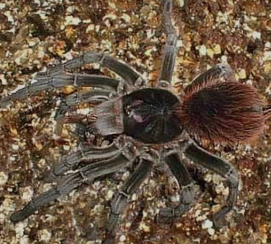 Pamphobeteus vespertinus (Ecuadorian red bloom)2”