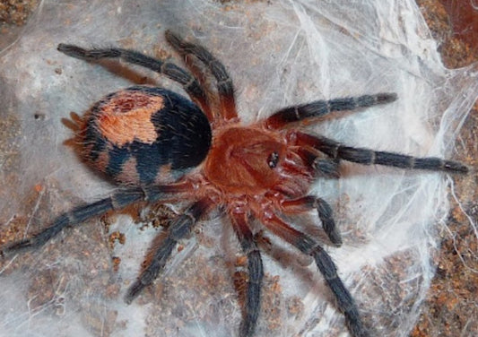 Cyriocosmus perezmilesi (Bolivian dwarf beauty).5”